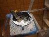 Filename=shop_3006.jpg
Filesize=247KiB
Dimensions=1280x960
Date added=Jul 03, 2025 shop_3006.jpg
